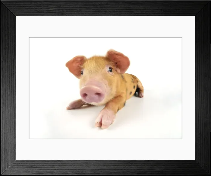 Framed Print : Pig. Oxford sandy and black piglet on white background Framed Print : Pig. Oxford sandy and black piglet on white background