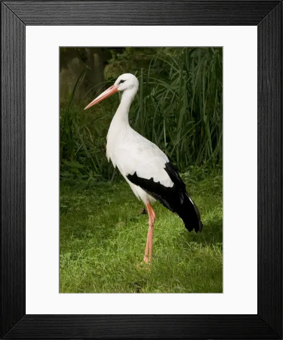 Framed Print : European White Stork Framed Print : European White Stork