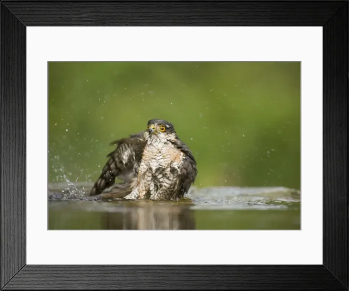 Framed Print : Sparrowhawk - male bathing in forest pool Accipiter nisus Hungary BI19735 Framed Print : Sparrowhawk - male bathing in forest pool Accipiter nisus Hungary BI19735