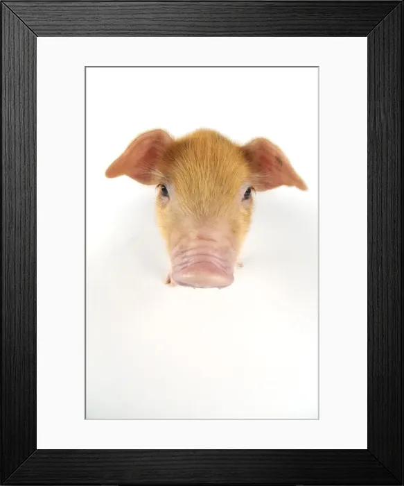 Framed Print : Pig. Oxford sandy and black piglet on white background Framed Print : Pig. Oxford sandy and black piglet on white background