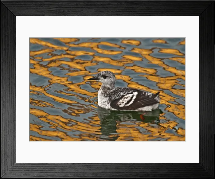 Framed Print : Black Guillemot - first winter bird - swimming in harbour with colourful reflections in water - Burghead - Scotland Framed Print : Black Guillemot - first winter bird - swimming in harbour with colourful reflections in water - Burghead - Scotland