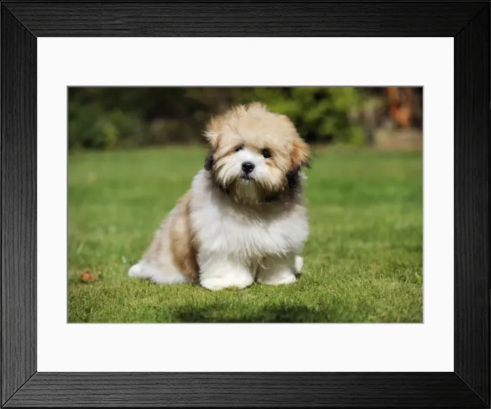 Framed Print : DOG. Teddy Bear dog Framed Print : DOG. Teddy Bear dog