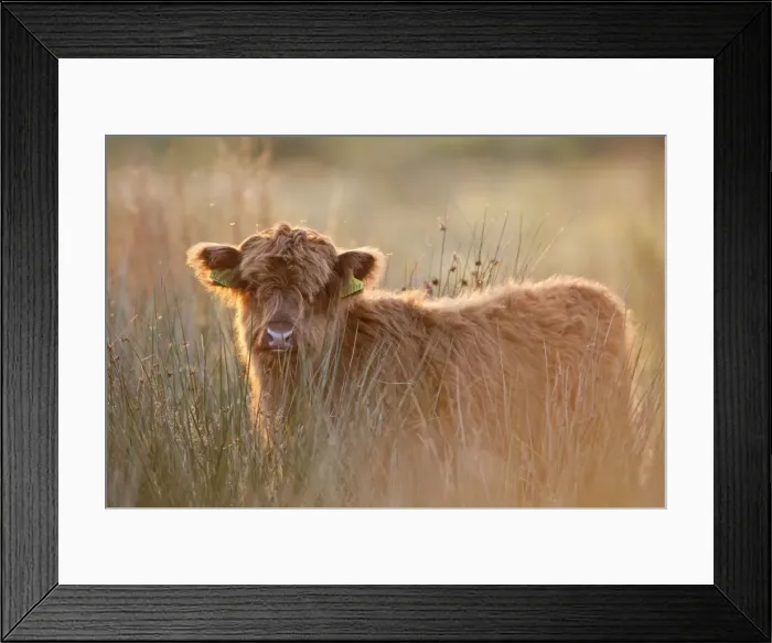 Framed Print : Highland Cattle - Norfolk grazing marsh - UK Framed Print : Highland Cattle - Norfolk grazing marsh - UK