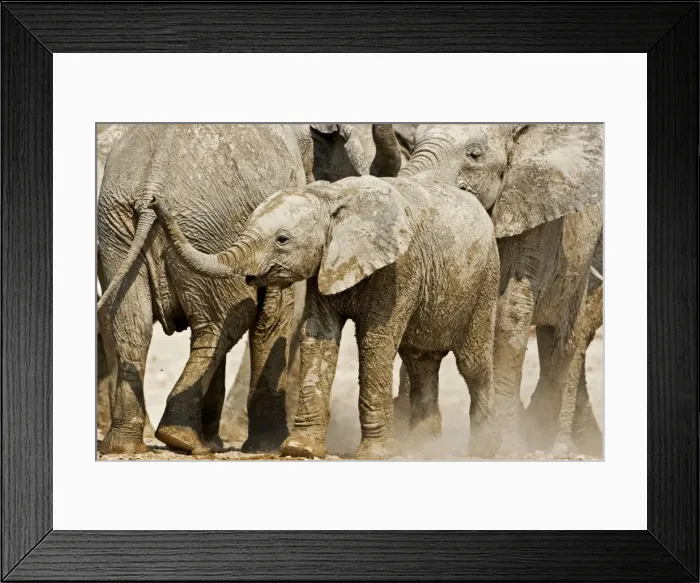 Framed Print : African Elephant - youngster on the move in the midst of a family group - Etosha National Park - Namibia - Africa Framed Print : African Elephant - youngster on the move in the midst of a family group - Etosha National Park - Namibia - Africa