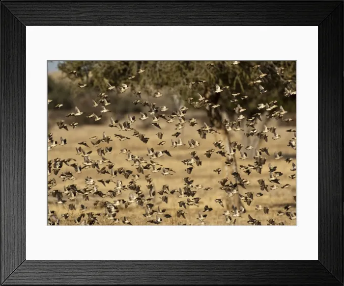 Framed Print : Red-billed Quelea - flock in flight - Mashatu Game Reserve - Botswana Framed Print : Red-billed Quelea - flock in flight - Mashatu Game Reserve - Botswana