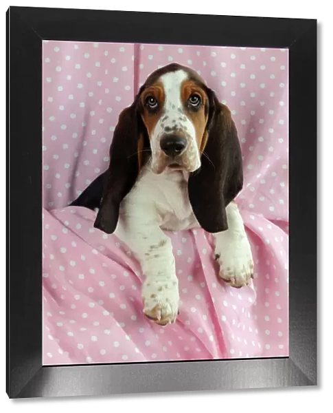 DOG. Basset hound puppy (10 weeks) sitting on pink blanket