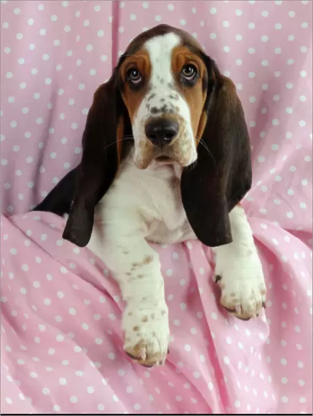 DOG. Basset hound puppy (10 weeks) sitting on pink blanket