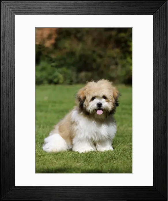 Framed Print : DOG. Teddy Bear dog Framed Print : DOG. Teddy Bear dog