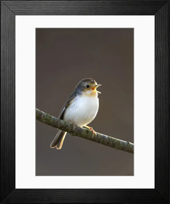 Framed Print : Robin - albino bird with white breast - Cornwall - UK Framed Print : Robin - albino bird with white breast - Cornwall - UK