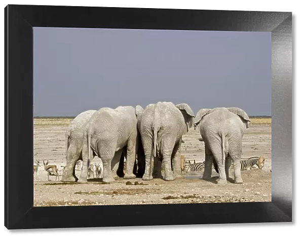 African Elephant - adults crowded around a water hole with plains game waiting their turn - Etosha National Park - Namibia - Africa