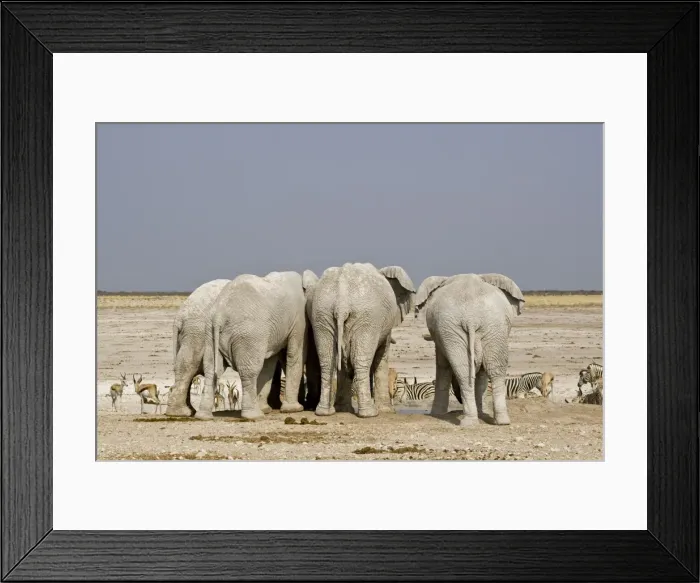 Framed Print : African Elephant - adults crowded around a water hole with plains game waiting their turn - Etosha National Park - Namibia - Africa Framed Print : African Elephant - adults crowded around a water hole with plains game waiting their turn - Etosha National Park - Namibia - Africa