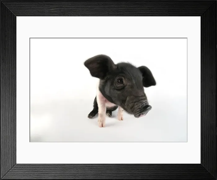 Framed Print : Pig. Saddleback on white background Framed Print : Pig. Saddleback on white background