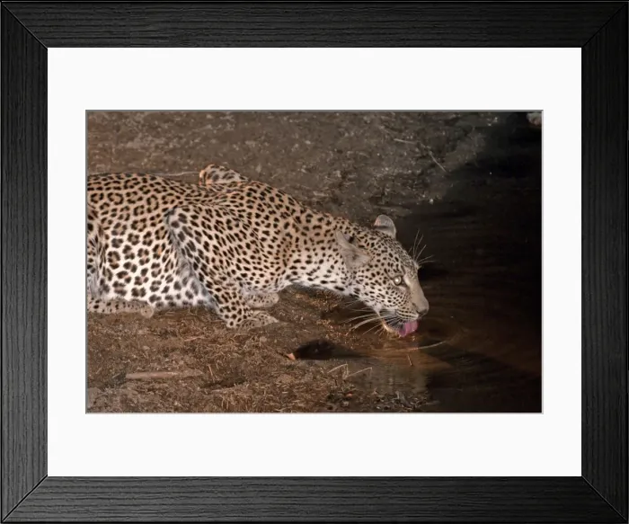 Framed Print : Leopard - drinking at night - Sabi Sands Game Reserve - South Africa Framed Print : Leopard - drinking at night - Sabi Sands Game Reserve - South Africa