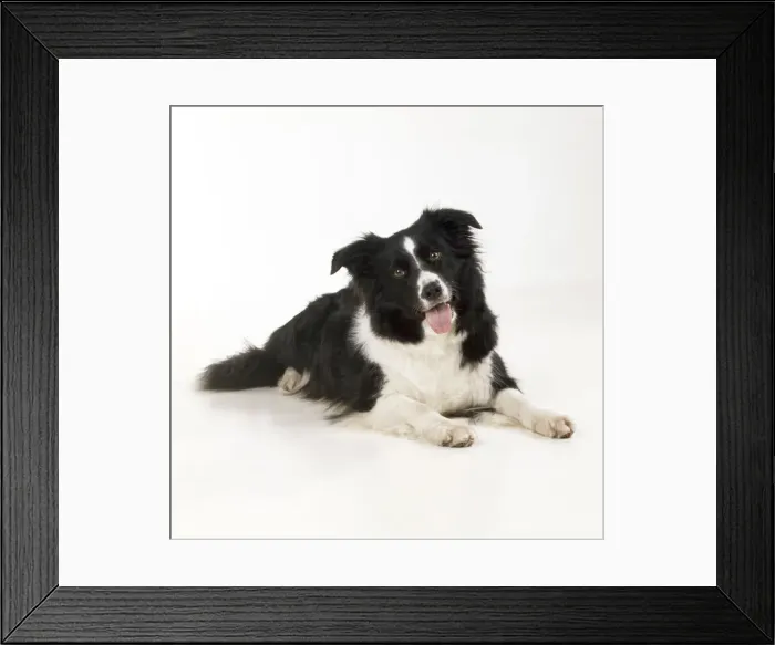 Framed Print : Border Collie Dog Framed Print : Border Collie Dog