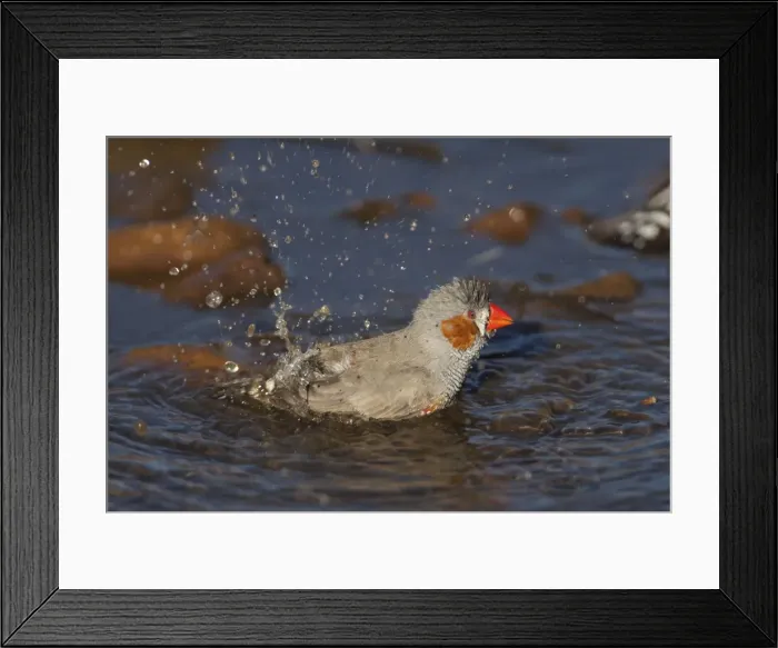Framed Print : Zebra Finch - A male bathing at a pool in Donkey Creek near Canteen Creek Aboriginal Community, Northern Territory, Australia Framed Print : Zebra Finch - A male bathing at a pool in Donkey Creek near Canteen Creek Aboriginal Community, Northern Territory, Australia