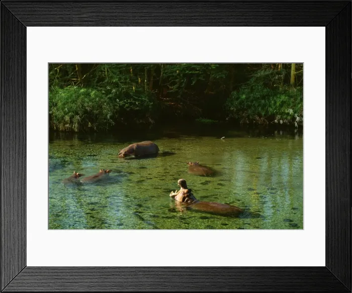 Framed Print : Hippopotamus FL 241 Maasai Mara, Kenya, Africa. Hippopotamus amphibius © Ferrero Labat / ARDEA LONDON Framed Print : Hippopotamus FL 241 Maasai Mara, Kenya, Africa. Hippopotamus amphibius © Ferrero Labat / ARDEA LONDON