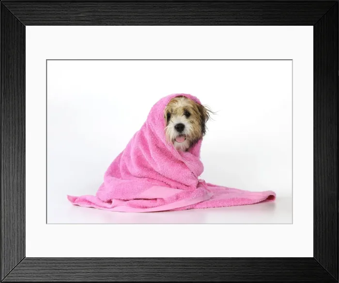 Framed Print : DOG. Teddy Bear dog (wet ) wrapped in a towel Framed Print : DOG. Teddy Bear dog (wet ) wrapped in a towel