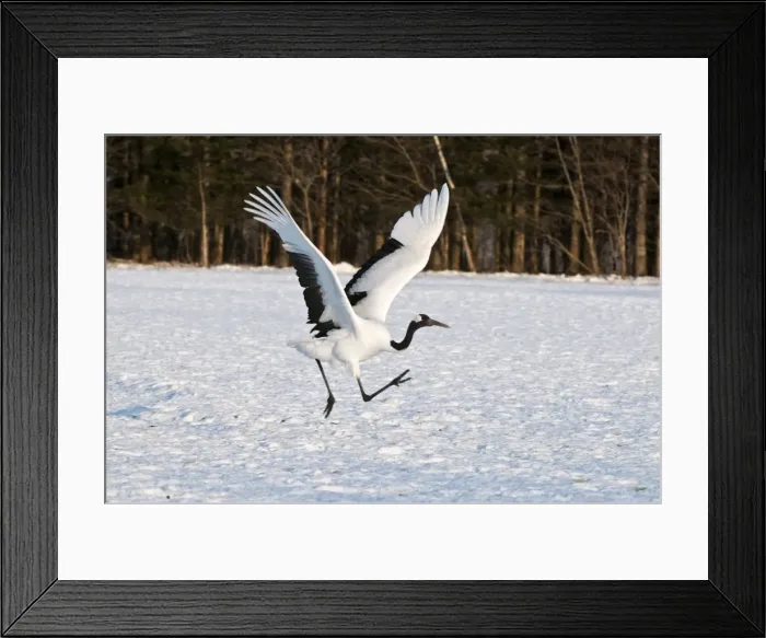 Framed Print : Red-crowned Crane - adult running to take off - Kushiro - Hokkaido Island - Japan Framed Print : Red-crowned Crane - adult running to take off - Kushiro - Hokkaido Island - Japan