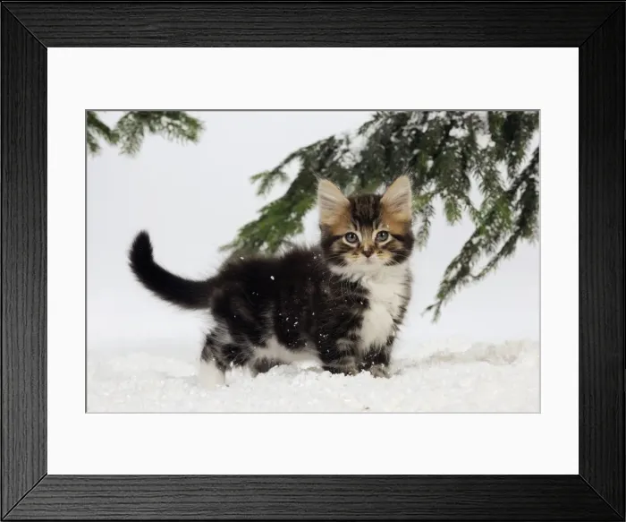 Framed Print : CAT. Kitten in snow Framed Print : CAT. Kitten in snow