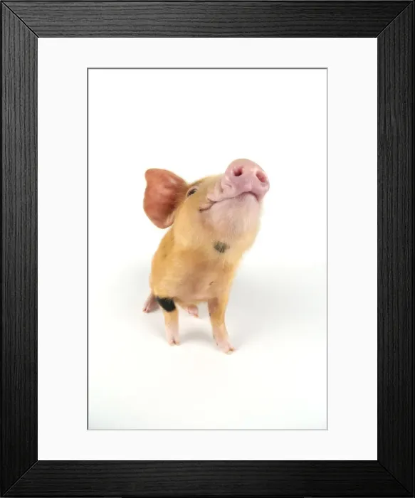 Framed Print : Pig. Oxford sandy piglet on white background Framed Print : Pig. Oxford sandy piglet on white background