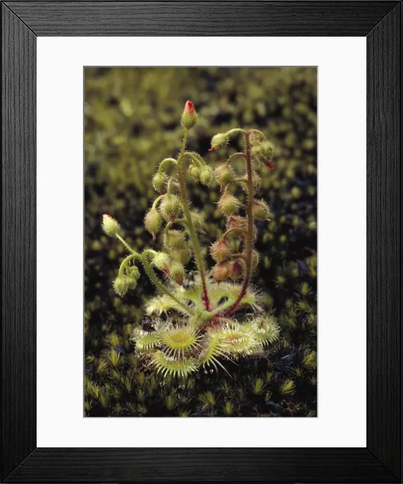 Framed Print : Pimpernel Sundew - on granite outcrop - Shannon National Park, Western Australia JPF22924 Framed Print : Pimpernel Sundew - on granite outcrop - Shannon National Park, Western Australia JPF22924
