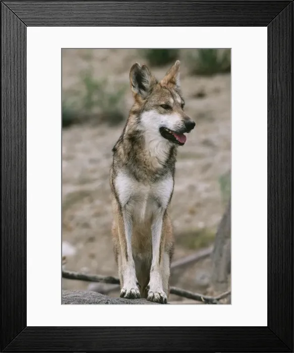 Framed Print : Mexican Wolf - Interior Mountains of Mexico. Highly endangered, 100 remain Framed Print : Mexican Wolf - Interior Mountains of Mexico. Highly endangered, 100 remain