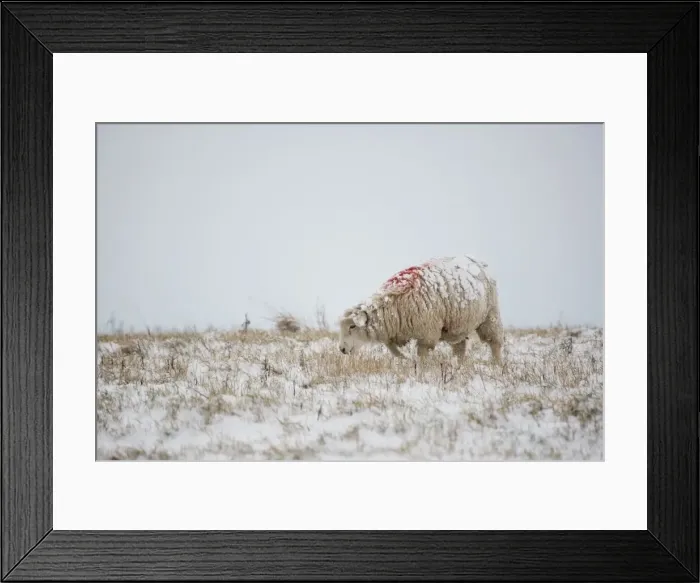 Framed Print : Sheep in Snowy Fields - South Downs - East Sussex - United Kingdom Framed Print : Sheep in Snowy Fields - South Downs - East Sussex - United Kingdom