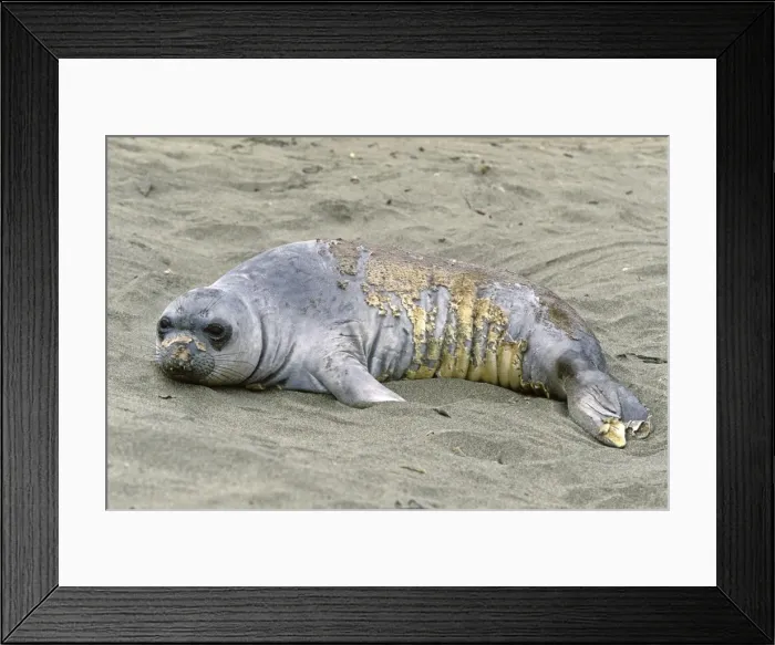 Framed Print : Northern Elephant Seal - young molting - Piedras Blancas colony - California coast - North America - Pacific Ocean Framed Print : Northern Elephant Seal - young molting - Piedras Blancas colony - California coast - North America - Pacific Ocean
