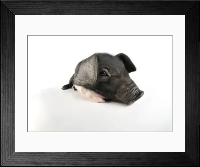 Framed Print : Pig. Saddleback on white background Framed Print : Pig. Saddleback on white background