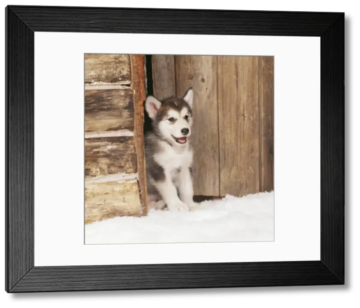 Framed Print : Dog - Alaskan Malamute puppy in snow Framed Print : Dog - Alaskan Malamute puppy in snow