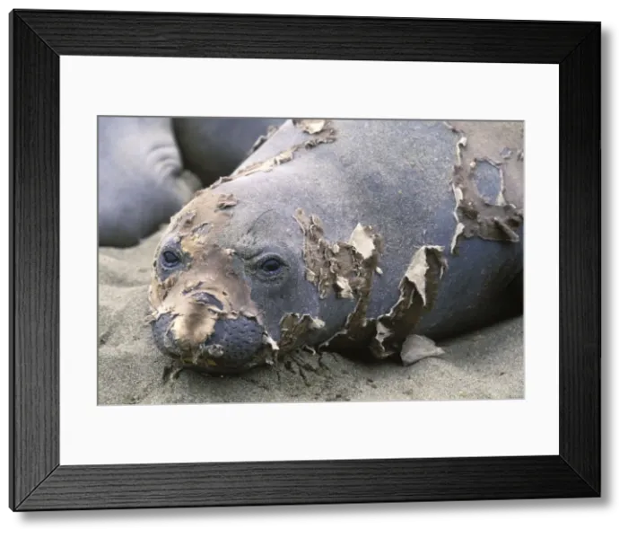 Framed Print : Northern Elephant Seal - female molting - Piedras Blancas colony - California coast - North America - Pacific Ocean Framed Print : Northern Elephant Seal - female molting - Piedras Blancas colony - California coast - North America - Pacific Ocean