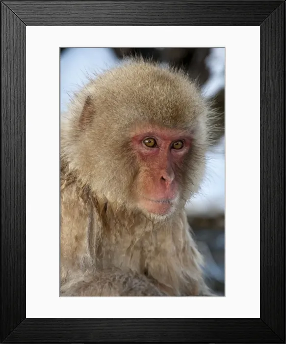 Framed Print : Japanese Macaque - portrait - Jigokudani Park - Japan Framed Print : Japanese Macaque - portrait - Jigokudani Park - Japan