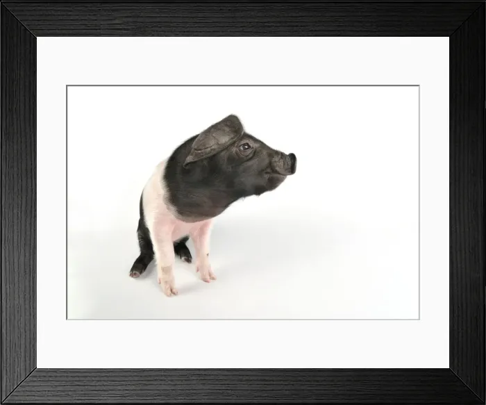 Framed Print : Pig. Saddleback piglet on white background Framed Print : Pig. Saddleback piglet on white background