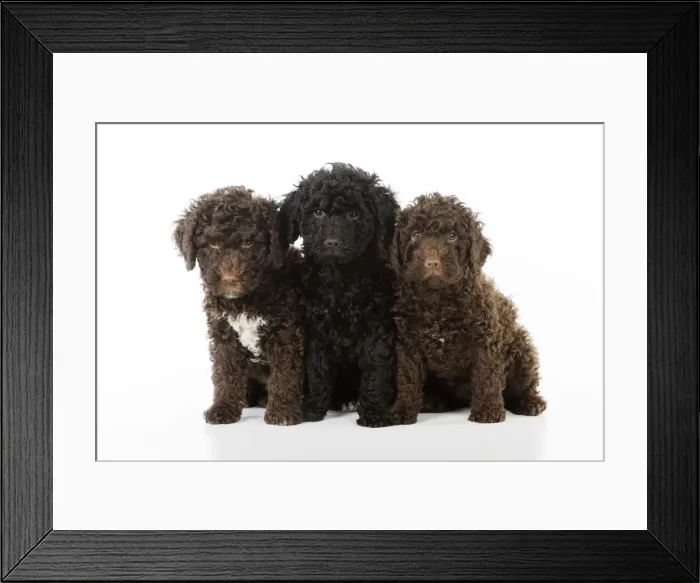 Framed Print : DOG. Spanish water dog puppies sitting together Framed Print : DOG. Spanish water dog puppies sitting together
