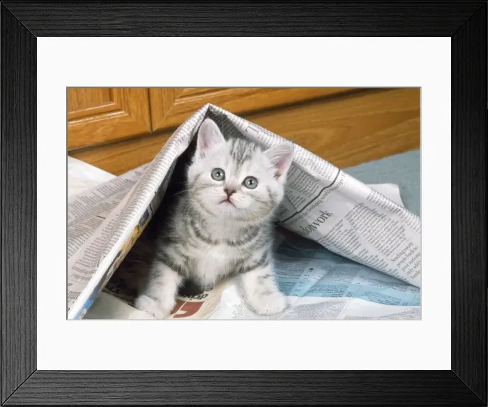 Framed Print : Cat - kitten under newspaper Framed Print : Cat - kitten under newspaper
