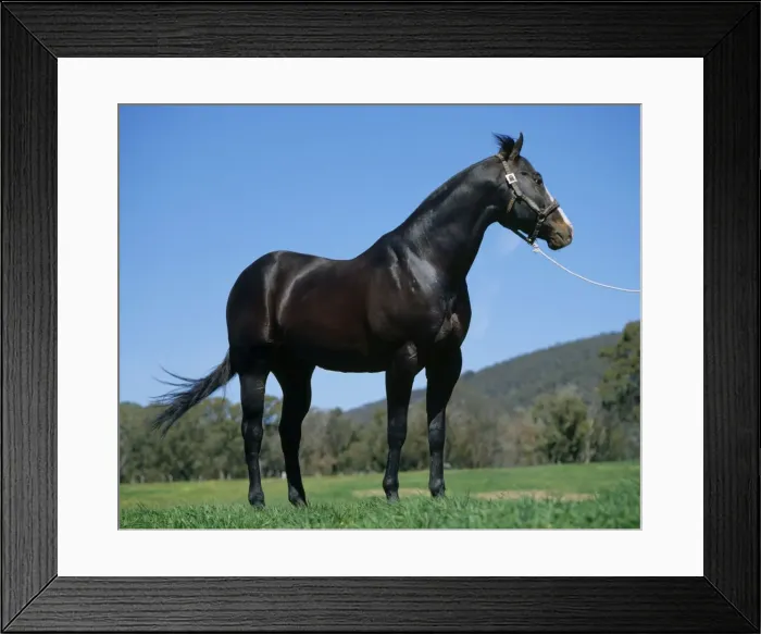 Framed Print : American Quarter Horse in Australia Framed Print : American Quarter Horse in Australia