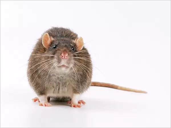 Brown Rat. JD-13556. Brown  /  Common  /  Norway RAT - facing.