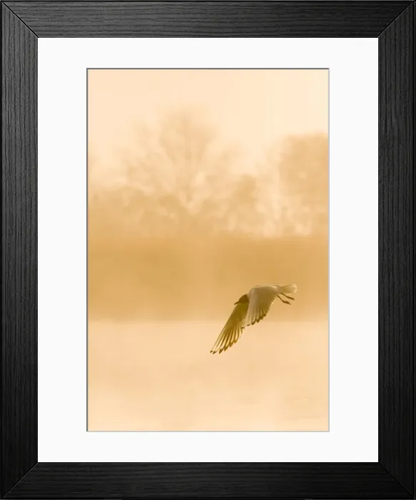 Framed Print : Black-headed Gull - in flight at misty sunrise - Hickling Broad - Norfolk - England Framed Print : Black-headed Gull - in flight at misty sunrise - Hickling Broad - Norfolk - England