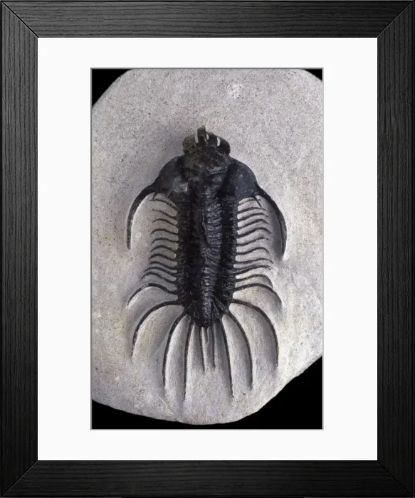 Framed Print : Fossil: Trilobite Size: total length including spines: 9 cm Devonian Morocco Framed Print : Fossil: Trilobite Size: total length including spines: 9 cm Devonian Morocco