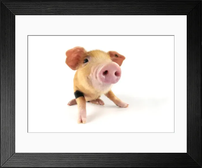 Framed Print : Pig. Oxford sandy and black piglet on white background Framed Print : Pig. Oxford sandy and black piglet on white background