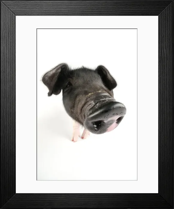 Framed Print : Pig. Saddleback piglet on white background Framed Print : Pig. Saddleback piglet on white background
