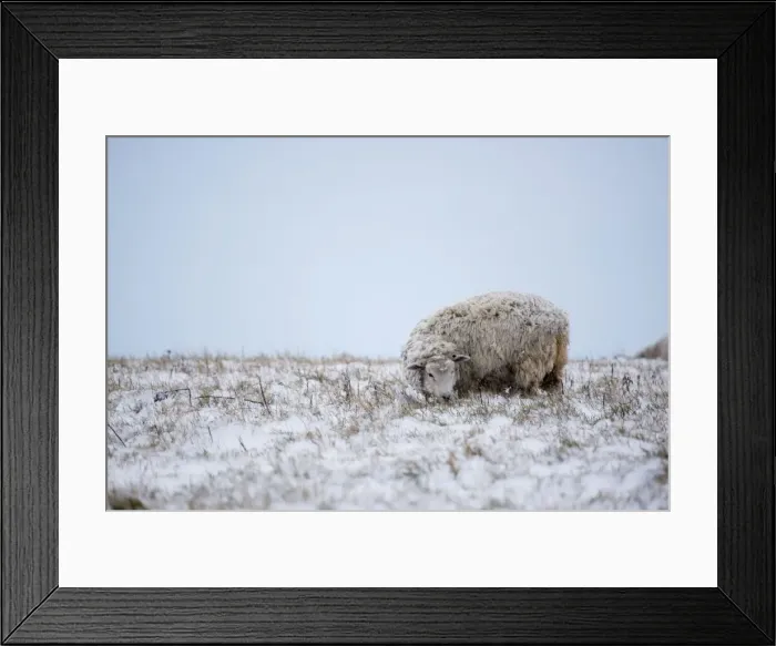 Framed Print : Sheep in Snowy Fields - South Downs - East Sussex - United Kingdom
