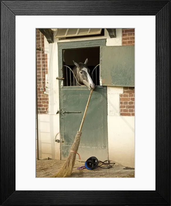 Framed Print : Horse - looking over stable door & biting on broom handle. Training Center of Chantilly - France Framed Print : Horse - looking over stable door & biting on broom handle. Training Center of Chantilly - France