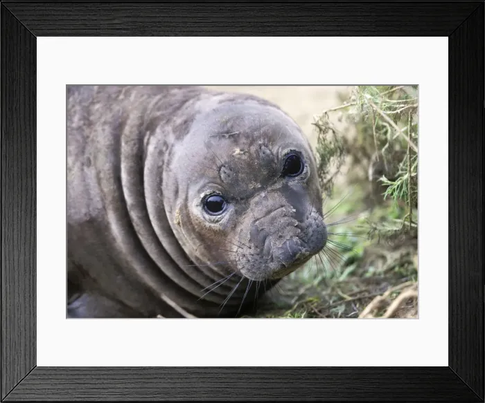 Framed Print : Northern Elephant Seal - young molting - Piedras Blancas colony - California coast - North America - Pacific Ocean Framed Print : Northern Elephant Seal - young molting - Piedras Blancas colony - California coast - North America - Pacific Ocean