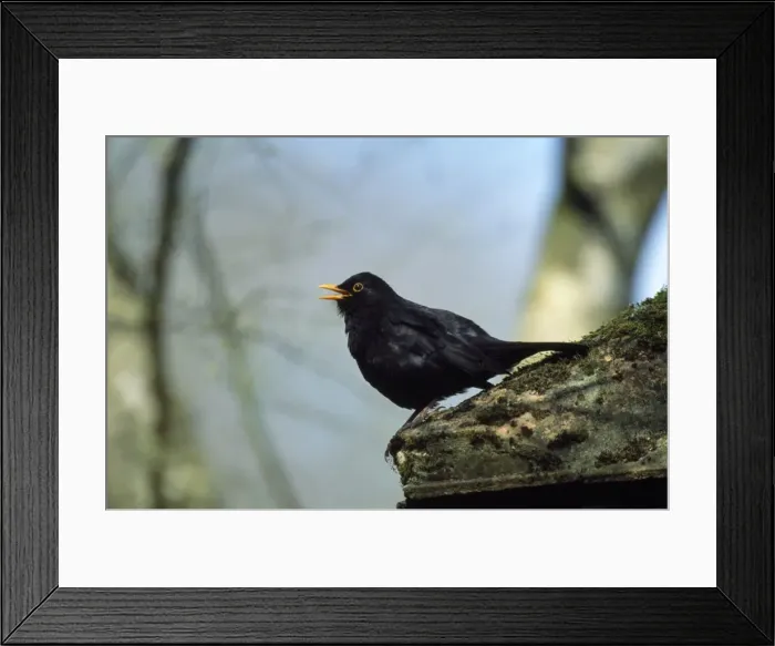 Framed Print : Blackbird - singing Framed Print : Blackbird - singing