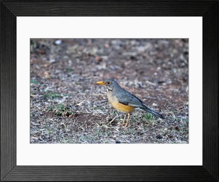Framed Print : Kurrichane Thrush - standing on ground - Rietvlei Nature Reserve - South Africa Framed Print : Kurrichane Thrush - standing on ground - Rietvlei Nature Reserve - South Africa