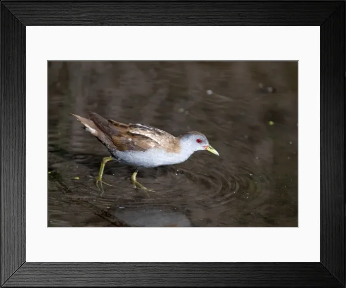 Framed Print : Little Crake - adult female - walking in shallow water - Lesvos Framed Print : Little Crake - adult female - walking in shallow water - Lesvos