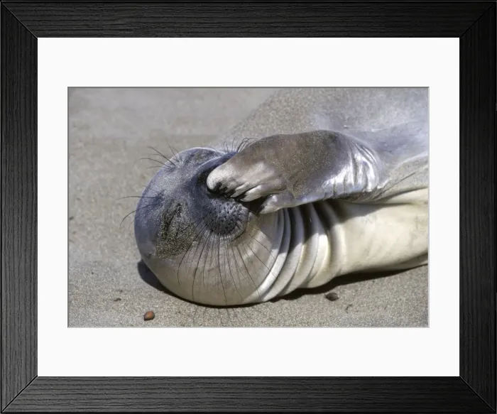 Framed Print : Northern Elephant Seal - weaned pup - Piedras Blancas colony - California coast - North America - Pacific Ocean Framed Print : Northern Elephant Seal - weaned pup - Piedras Blancas colony - California coast - North America - Pacific Ocean