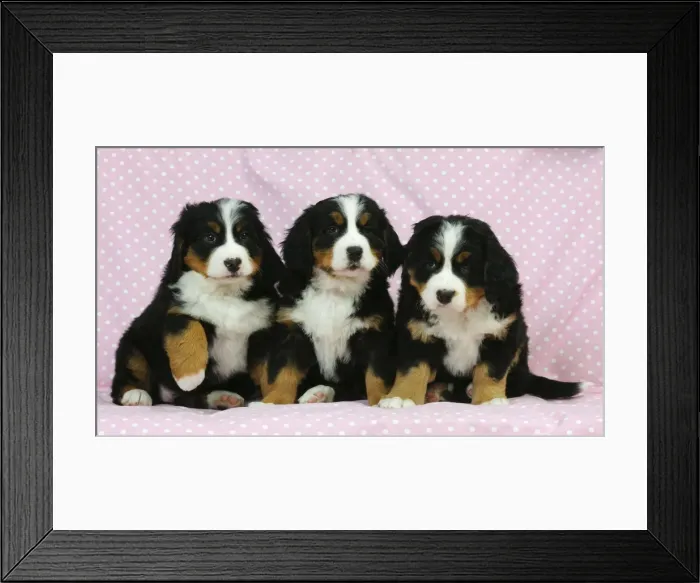 Framed Print : DOG. Bernese mountain puppies sitting in a row Framed Print : DOG. Bernese mountain puppies sitting in a row