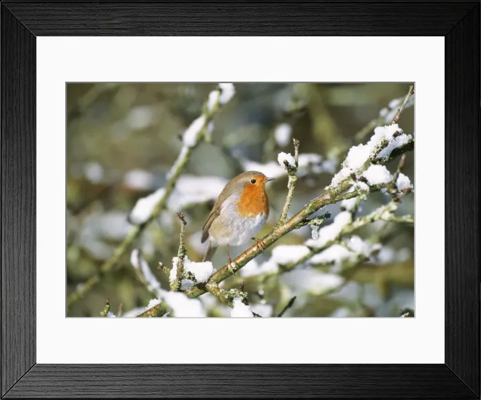 Framed Print : Robin - on snow covered branch Framed Print : Robin - on snow covered branch